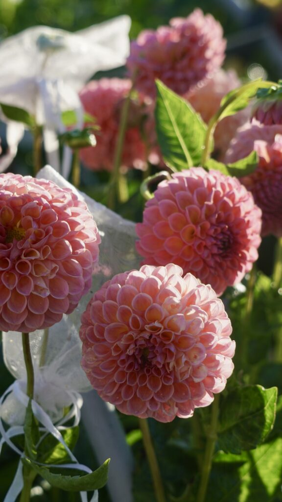 pink coloured ball-form dahlias growing in a row