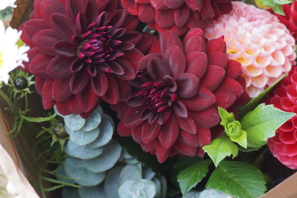 bouquet of dahlias, snapdragons and bells of ireland