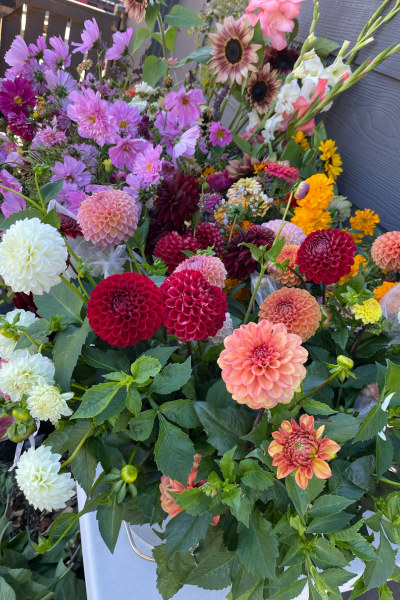 a collection of dahlia and cosmos blooms